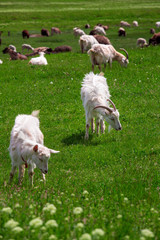 Obraz premium The goat is grazed on a lawn.