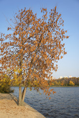 Autumn landscape