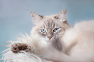 Neva Masquerade (Siberian) silver-tabby point cat portrait on blue sky background 