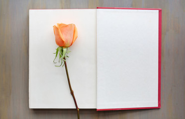 Rose flower and open book near windows