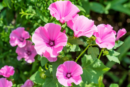 Pink mallow flowers in the home garden