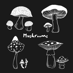 Collection of healthy and unhealthy mushrooms with inscription Mushrooms 