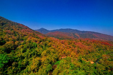 Aerial view of autumn forest