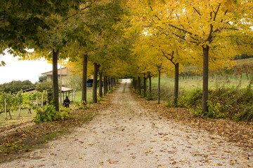 Naklejka premium Mamma