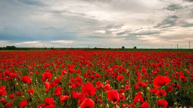 Sunset over poppies fields, moving clouds, 4k timelapse