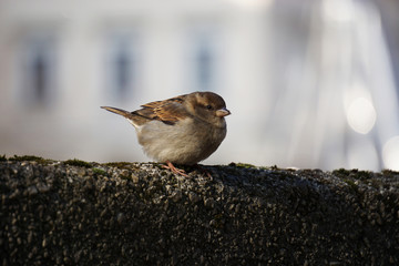 Sparrow