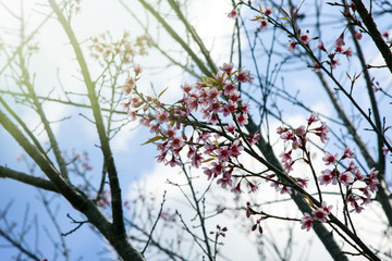 Flower queen tiger sakura Thailand , Flower queen tiger on a background of blue sky.
