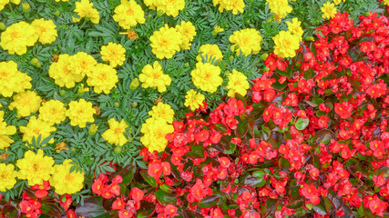 yellow and red flowers , nature background