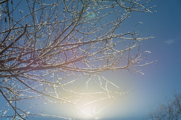 A winter's dawn seen through tree branches. Dreamy scenery... - 136307945
