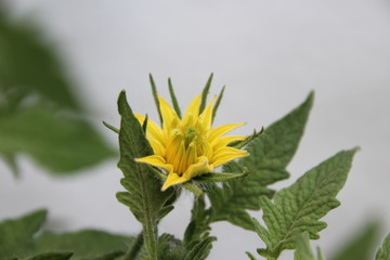 Garten Kräuter, Beeren, Blüten