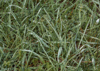 роса на траве