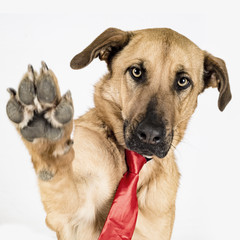 Saludo canino