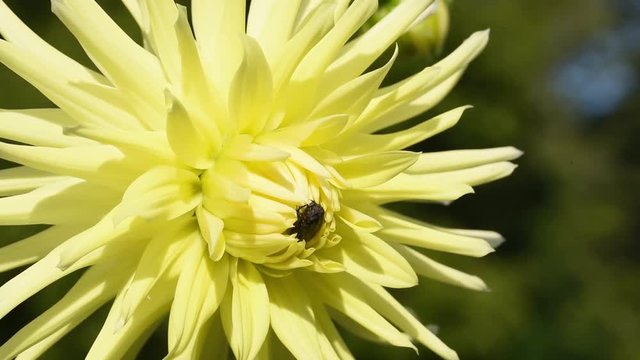 Dahlia "Zala jauniba" (Green youth).  The Zala jauniba variety has yellow petals. Zala jauniba is a cactus type dahlia. Bug is sitting on the flower, Dahlia swaying in the light wind breeze.