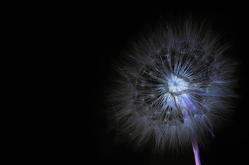 Dandelion on black background