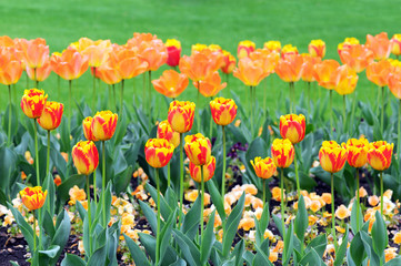 Tulips blossom in springtime. flowerbed in park