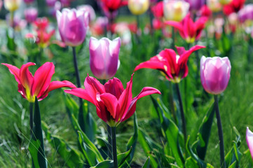 Pink Tulips blossom in springtime. flowerbed in park