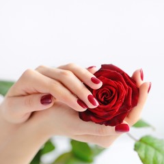 Hands of a woman with dark red manicure with red rose on white background