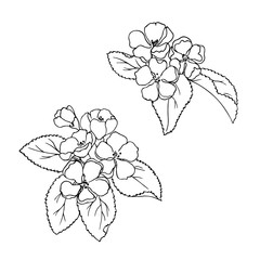 vector monochrome contour illustration of spring  apple flowers
