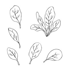 vector monochrome contour illustration of spinach fresh salad
