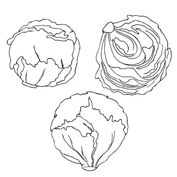 vector monochrome contour illustration of iceberg salad