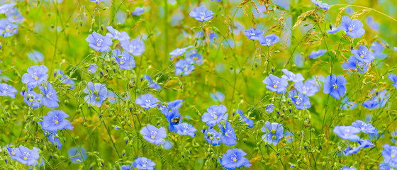 flax flowers. A field of blue flax blossoms. blue flax. blue fla