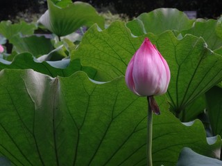 Thai water lilly
