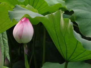 Thai water lilly