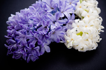 Purple and white hyacinth flowers on black background