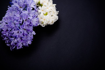 Purple and white hyacinth flowers on black background