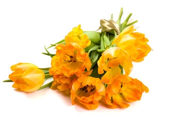 Bouquet of orange spring tulips