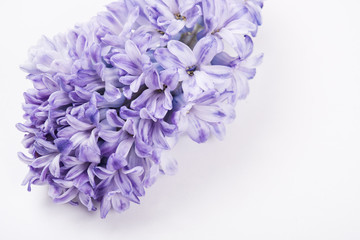 Fototapeta premium Purple hyacinth flowers