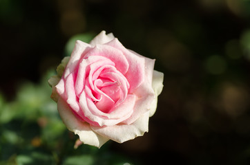 Pink rose flower blossom in a garden