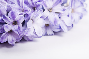 Obraz premium Purple hyacinth flowers