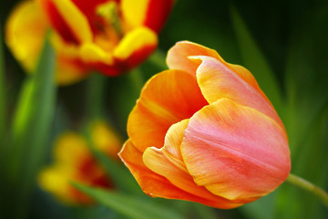 Fototapeta premium Beautiful spring tulip flowers in colorful garden