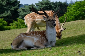Red deer