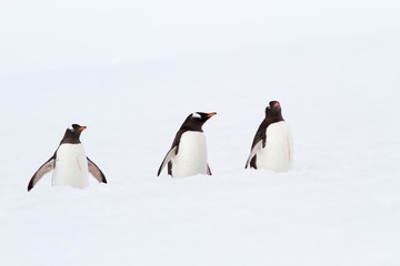 Three gentoo penguins at Cuvehrville Island, Antarctica