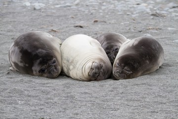 Four female elephant seals resting on the beach at Saint Andrews Bay, South Georgia