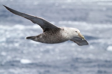 Southern Giant Petrel following a ship close to the South Orkney Islands