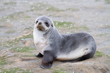 Antarctic Fur Seal at South Georgia Island