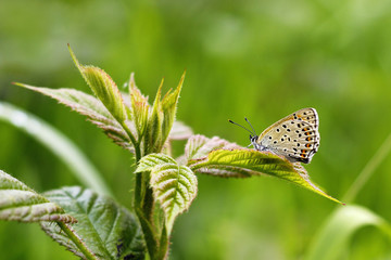 colorful butterfly on the grass