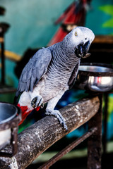 Parrot, lovely bird, animal and pet