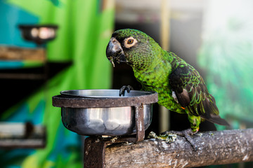 Parrot, lovely bird, animal and pet