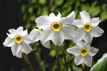 Naklejka na ściany i meble White daffodil blooming in spring