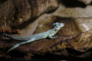 lazy iguana resting on a branch