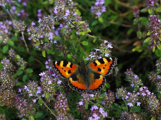 Fototapeta na wymiar butterfly resting on flowers of wild thyme