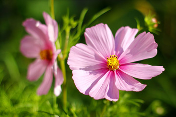 beautiful pink cosmos flower in the meadow