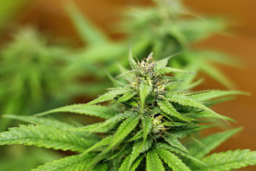 Young marijuana growing in the garden