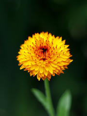 orange calendula flower in the garden