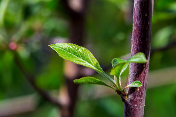 green leaves of the blossoming tree.