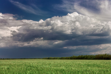 The wheat field, horizontal.